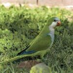 Prestigious Quaker School That Educated U.S. Presidents’ Children to Open Its Doors in Phoenix