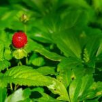 Deadly Shooting Erupts from Fight Inside Strawberry Mansion Home, Police Report