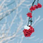 Thieves Target Cluster Mailboxes in Stone Oak and North Side Neighborhoods