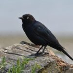 Ken Rosenthal Breaks Silence After Shocking Collision with Brewers Photographer