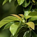 Texas Companies Leading the Nation with Explosive Growth