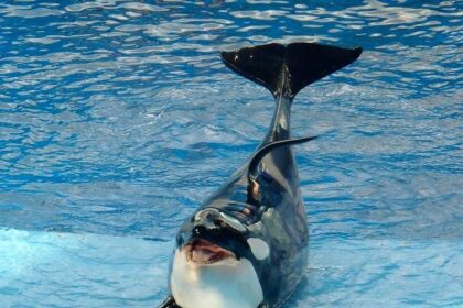Is SeaWorld Making a Comeback? New Rides Drive Attendance Surge as ‘Blackfish’ Controversy Fades