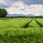 DeWanna Bonner Returns to Phoenix Mercury in Exciting Reunion After Leaving Indiana