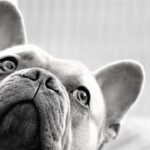 Mexico Reveals Cartel Family Members Entered U.S. via Deal with Trump Administration