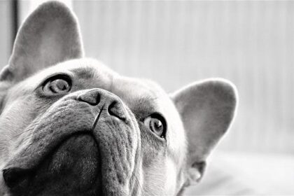 Mexico Reveals Cartel Family Members Entered U.S. via Deal with Trump Administration