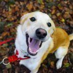 Heroic Rescue of Labrador-Mix Who Broke Free from San Diego Home