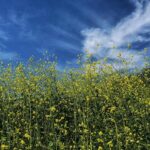 California Valedictorian Thanks Loved Ones, Then Boldly Calls Out ‘Unavailable’ Counselor and ‘Intoxicated’ Teacher