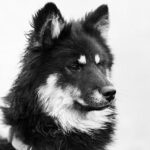 Toys”R”Us® Reveals Nine Exciting Exclusive Collectibles at San Diego Comic-Con!