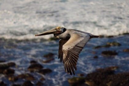 Find Out If Your Favorite Local Landmark Is Featured in the New Monopoly San Diego Edition!