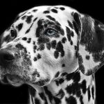 The Learning Curve: With Head Start Facing Possible Cuts, Many Parents Grapple Without a Backup Plan