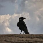 Tariff Updates — Factory Entertainment and Master Replicas Expect Fulfillment Delays; FanSets Stockpiles Domestic Inventory – TrekCore