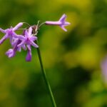 National University Executive Vice President Honored with Prestigious Business Woman of the Year Lifetime Achievement Award