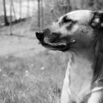 Heroes Unite to Rescue Over 300 Abused Dogs Found in Fake Ensenada Shelter