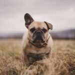 Gonzaga Bulldogs vs. San Diego Toreros: Top Expert Odds, Picks, and Winning Predictions