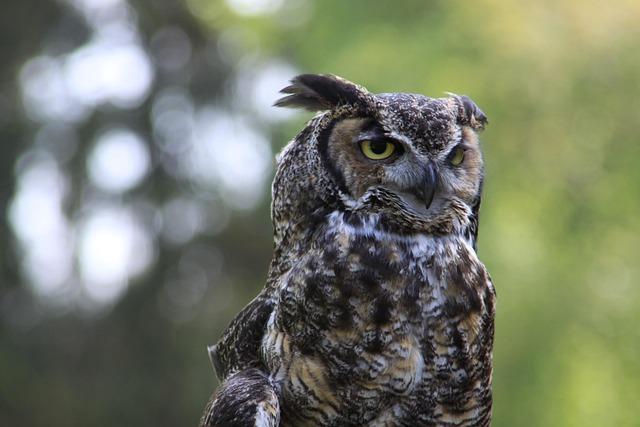 Washington State Football 2025 Roster Preview: Tight Ends to Watch