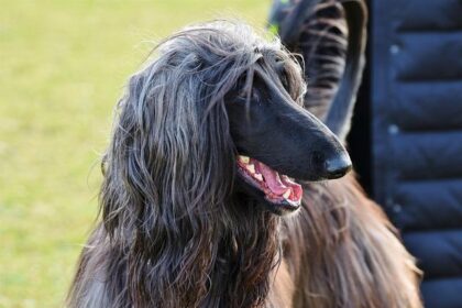 Afghans in US Urge Trump to Act After ‘Tragic’ Washington DC Shooting