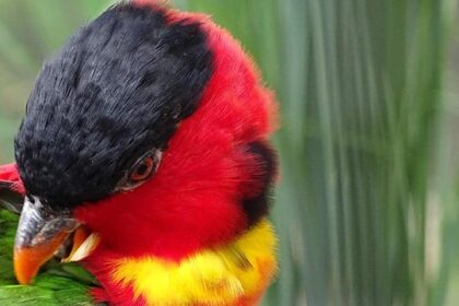 Dick Cheney, Powerful Vice President and Washington Insider, Dies at 84 – The New York Times