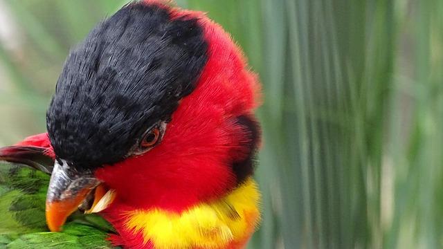 Dick Cheney, Powerful Vice President and Washington Insider, Dies at 84 – The New York Times