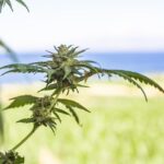 WATCH: Trump Orders Major Shift in Federal Marijuana Policy, Downgrades Its Drug Schedule