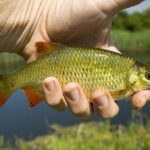 Kevin Rudd to Step Down a Year Early as Australian Ambassador to the US
