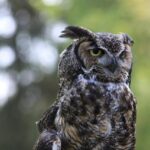 Washington State Braces for New Atmospheric River as Flood Damage Mounts