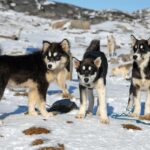 Greenland and Denmark Envoys Meet White House Officials Amid Trump’s Push to Acquire Arctic Island