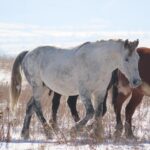 Chuy García’s Unexpected Exit Sparks Revival of Chicago’s Classic Political Tactics