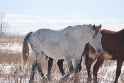 Chuy García’s Unexpected Exit Sparks Revival of Chicago’s Classic Political Tactics