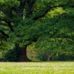 U.S. Bank Faces Off with Oak Park in Dispute Over Branch Building Takeover