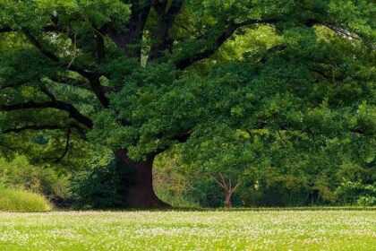 U.S. Bank Faces Off with Oak Park in Dispute Over Branch Building Takeover