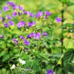 Luis Robert Jr. Traded to Mets in Exciting Three-Player Deal with White Sox