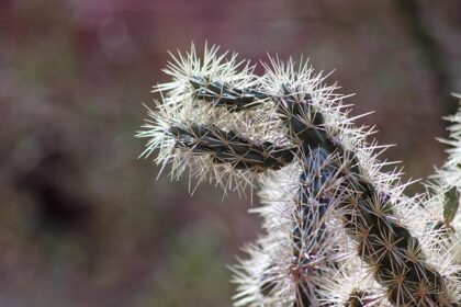 Phoenix Leads U.S. Cities in Explosive Population Growth, New Census Data Shows