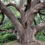 University of Texas at San Antonio football game against Rice University postponed due to Covid-19 – The Business Journals