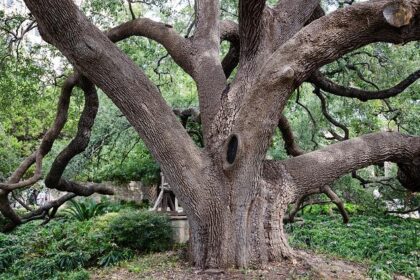 University of Texas at San Antonio football game against Rice University postponed due to Covid-19 – The Business Journals