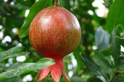 Garnet Hathaway Returns to Flyers Lineup After Long Absence