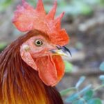 Freed Venezuelan Prisoners Arrive in San Antonio: A New Beginning