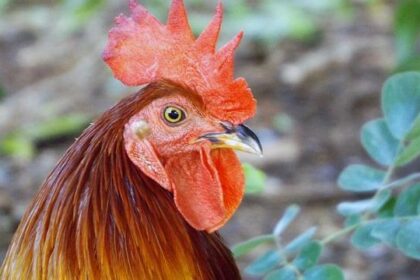 Freed Venezuelan Prisoners Arrive in San Antonio: A New Beginning