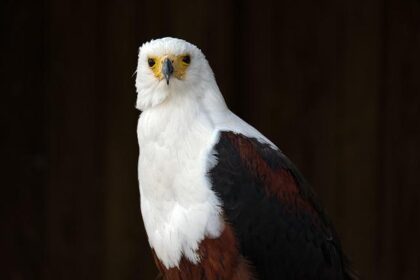 A.J. Brown and Dallas Goedert Soar to Historic Milestones with the Eagles