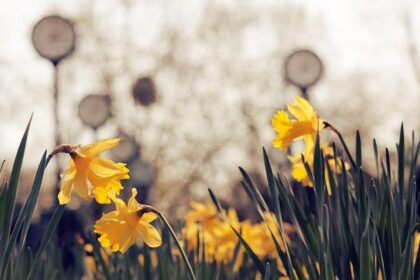 Inside Phoenix’s Most Dangerous Neighborhood: Exploring the City’s Worst Hotspot for Violent Crime