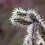 Phoenix Set to Ignite Industrial Growth Despite US Development Slowdown, Experts Say