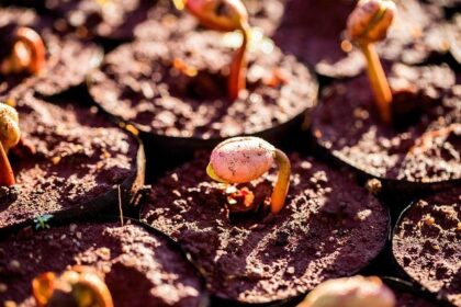 2025 in Review: How Consolidation is Transforming the Higher Education Landscape