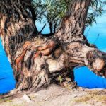 Kyle Shanahan’s Trick-Play Touchdown Sparks Thrilling 49ers Victory Over Eagles