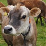 Phoenix Suns Ignite a Stunning Comeback Wearing ‘The Valley’ Jerseys