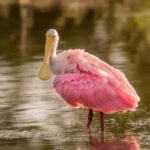 Bill Clinton and Loretta Lynch Meeting Ignites Fierce Political Debate