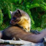 REVIEW: When Legitimate Performance Meets Variety Entertainment in Maria Marten