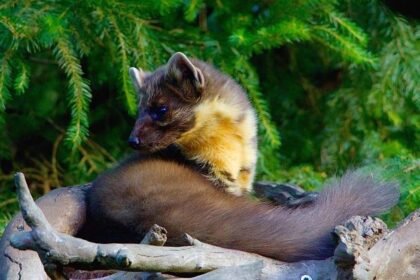 REVIEW: When Legitimate Performance Meets Variety Entertainment in Maria Marten