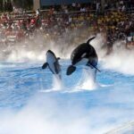 Is SeaWorld Making a Comeback? Thrilling New Rides Spark Attendance Boom as ‘Blackfish’ Controversy Fades