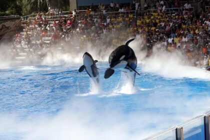 Is SeaWorld Making a Comeback? Thrilling New Rides Spark Attendance Boom as ‘Blackfish’ Controversy Fades