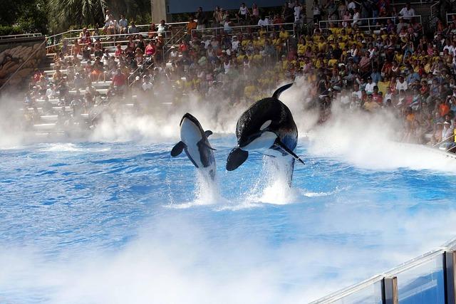 Is SeaWorld Making a Comeback? Thrilling New Rides Spark Attendance Boom as ‘Blackfish’ Controversy Fades