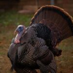 Review: At the Echoplex, Tom Morello lashes out at ICE raids: ‘No one’s coming to save us except for us’ – Los Angeles Times